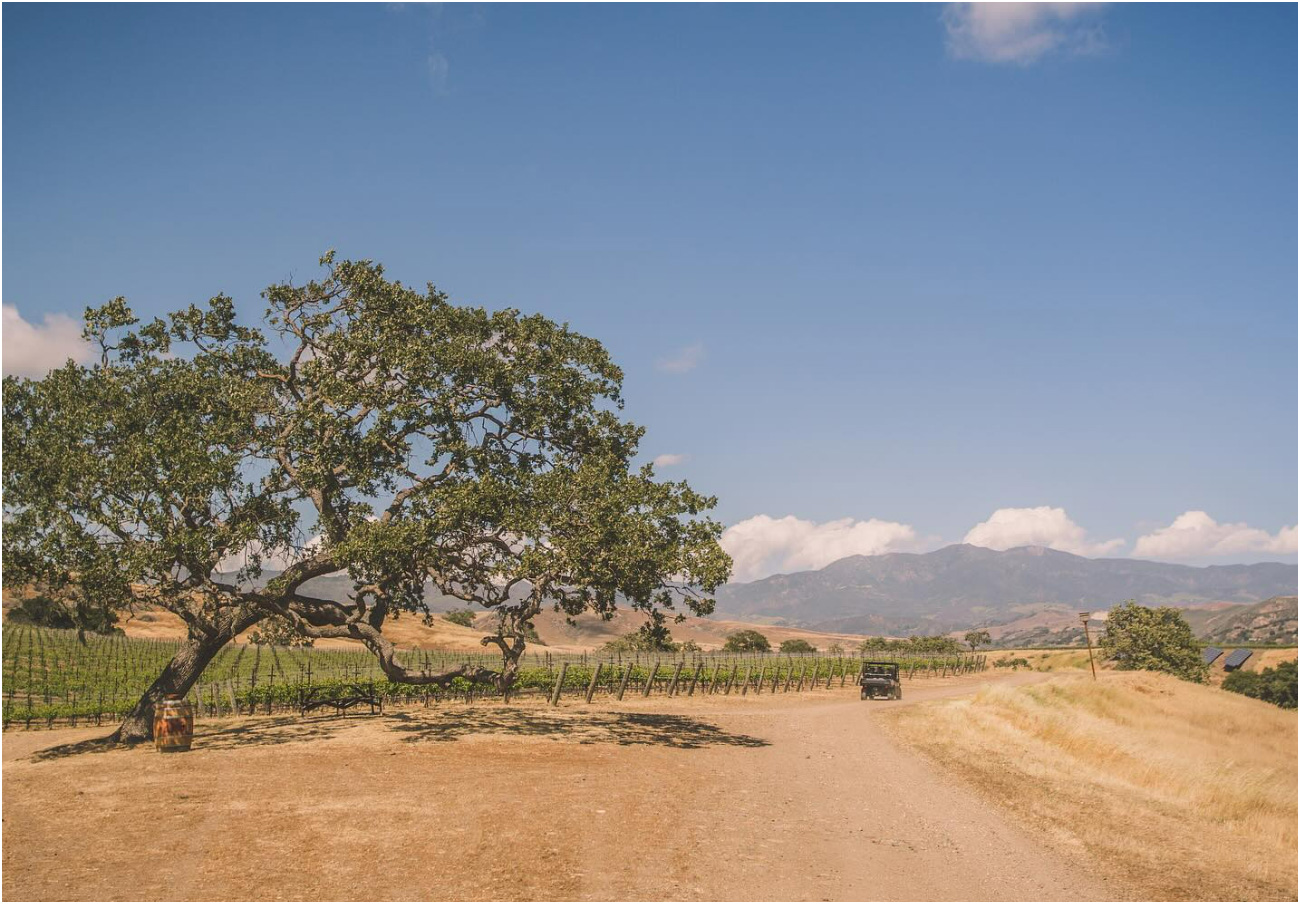 Happy Canyon Vineyards
