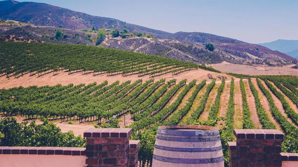 Grapeline Wine Tours