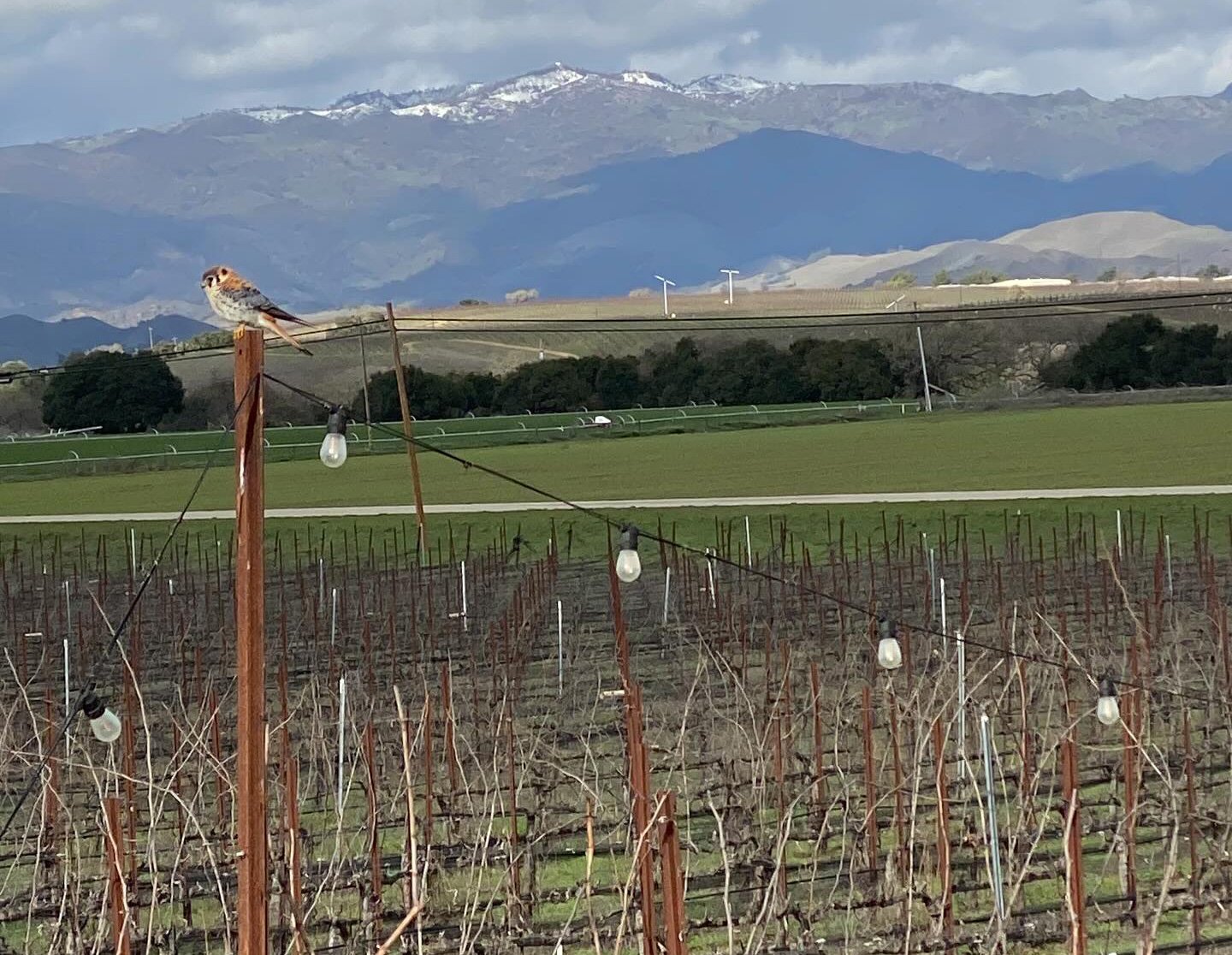 Kalyra Winery