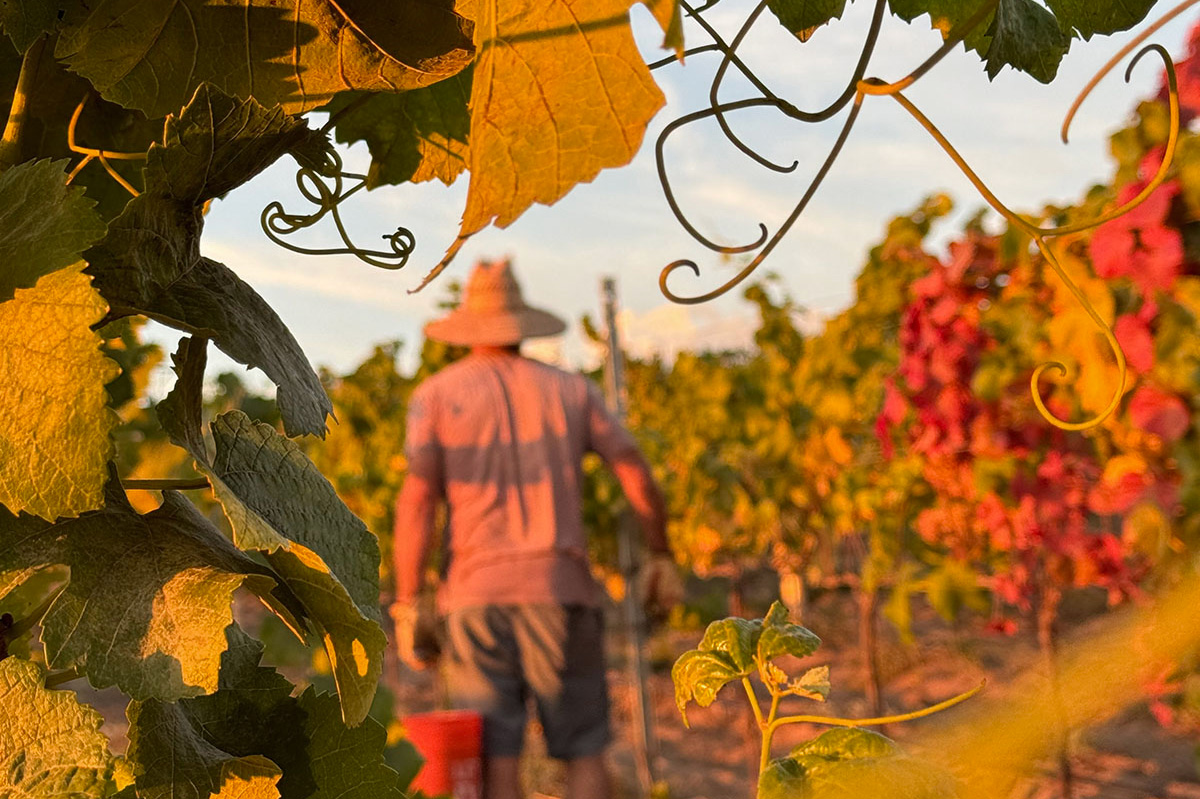 Lumen Wines