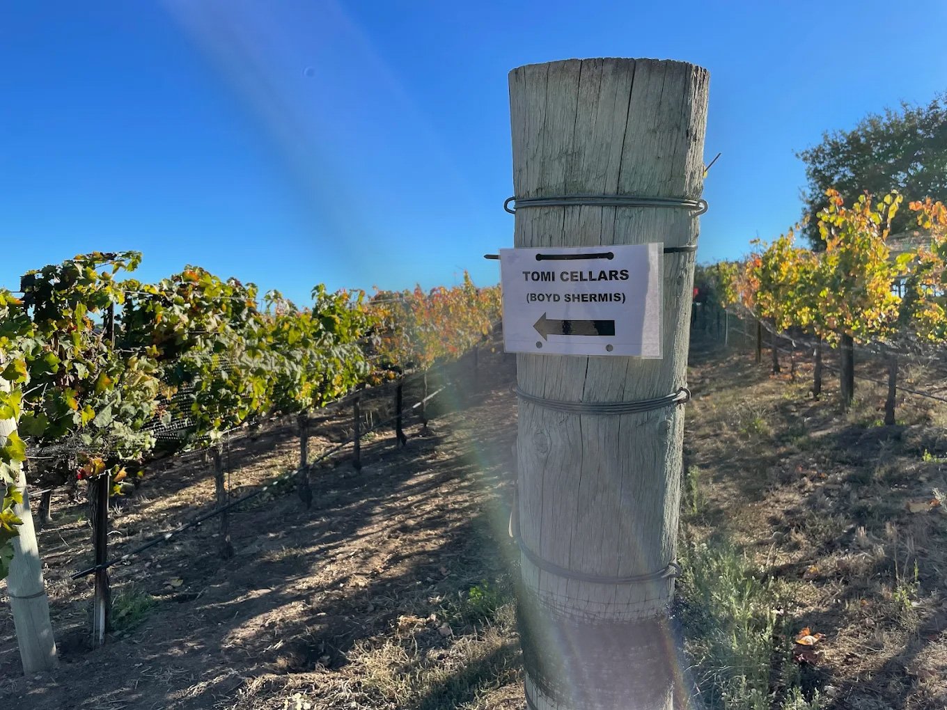 Tomi Cellars