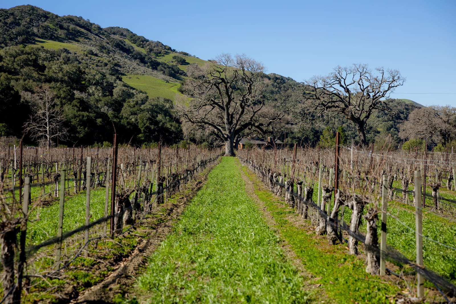 Vega Vineyard and Farm